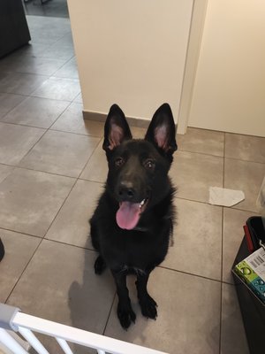 Berger allemand femelle 2ans