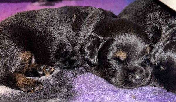 Berger australien chiots