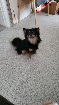 Chien loulou de pomeranie et chihuahua à donner