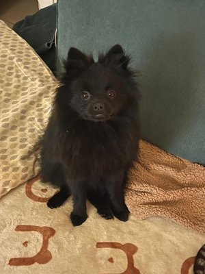 à donner Spitz Nécessitant une Attention Exclu