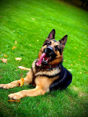 Berger Allemand à donner - Affectueux calme et obéissant
