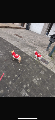 Deux chihuahuas inséparables à donner : Nina et Ninio