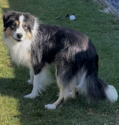 Magnifique mâle pour reproduction ou compagnie pédigrée FCI