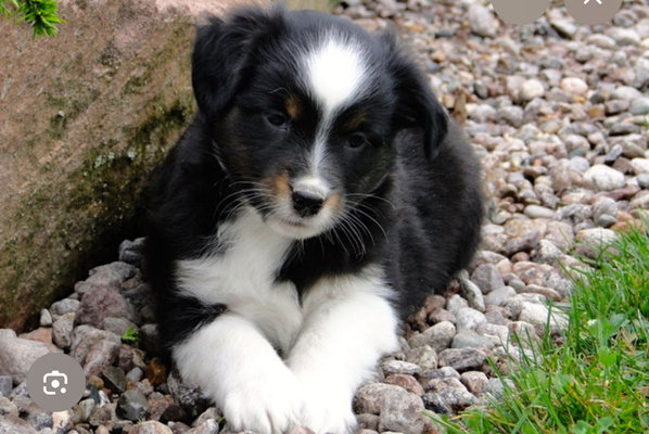 Chiot croisé golden retriever