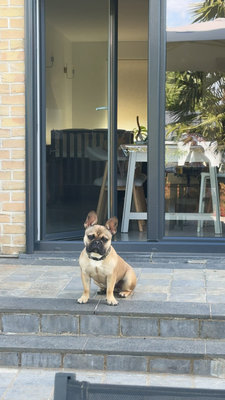 Bouledogue Français de 18 mois