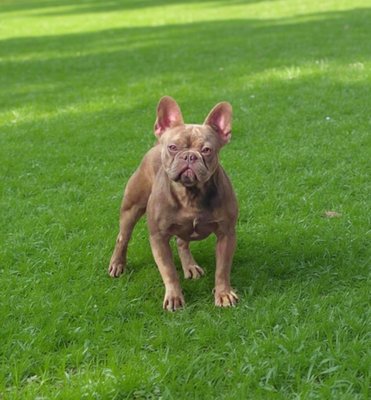 Bouledogue Français
