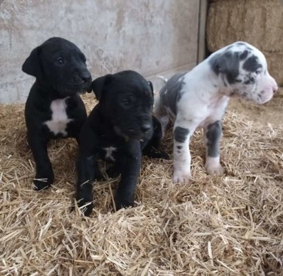 Dog allemand à vendre