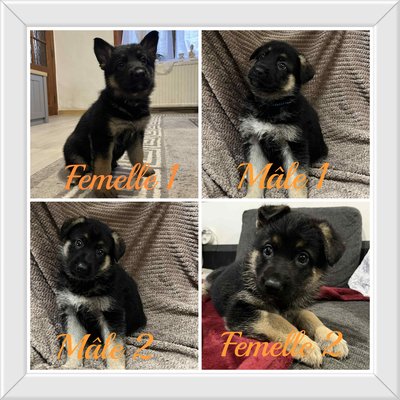 4 chiots Berger Allemand disponibles à partir du 7 décembre
