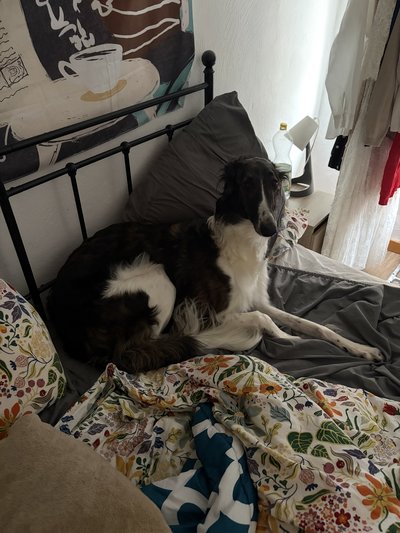 Donner contre bons soins lévrier Barzoi