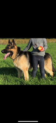 Berger allemand mâle à donner