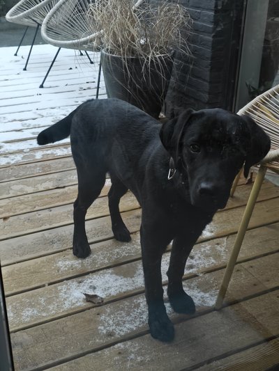 Saillie avec Labrador noir