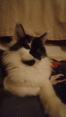 Lignée de grands gabarits, papa et maman visibles.