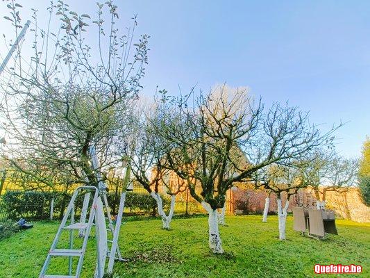 Taille et entretien de vos fruitiers -...