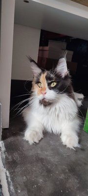 Maines Coon prêt pour rejoindre leur nouvelle famille