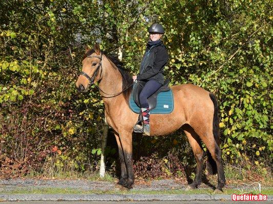 Italia de la Luz, jument PRE isabelle, 3 ans et...