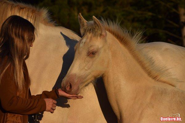 Liebling de la Luz, poulain PRE isabelle pearl,...