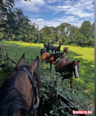 Plusieurs chevaux à vendre