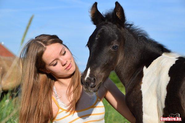 Lhassa de la Luz, Pouliche Pie (smocky black),...
