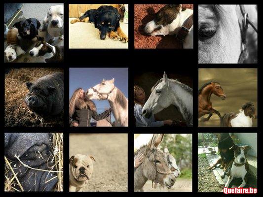 Luxueuse pension chiens  Brabant Wallon