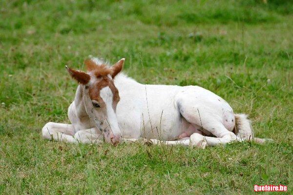 Kapitan de CF, Poney appaloosa, 2 ans