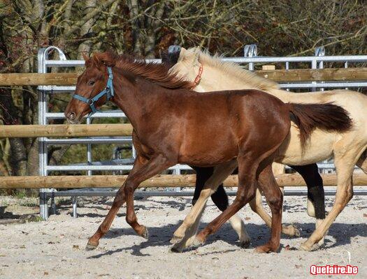 Luzia de la Luz, pouliche PRE alezane, née le...