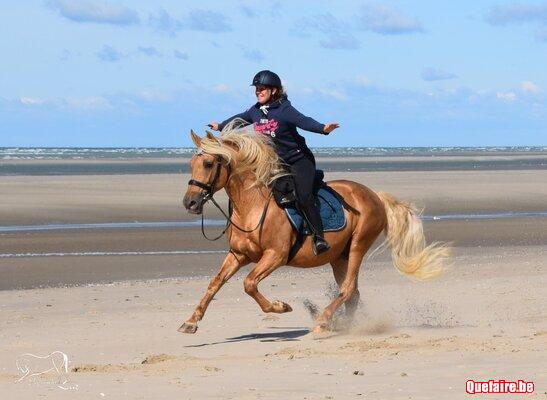 Saillie de Cataro jl, Etalon PRE apto palomino,...