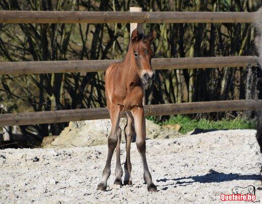 Mao de la Luz, poulain PRE baie pearl, février 26