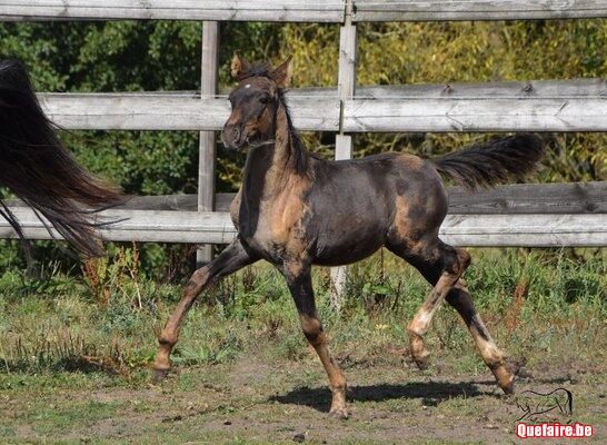 Lancelot de la Luz (2025), PRE x criollo, smocky...