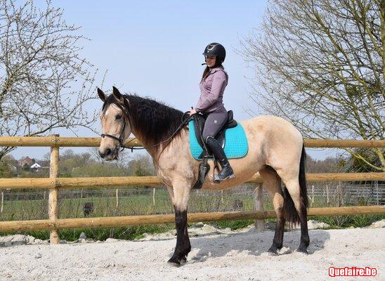 Nada, Jument ibérique isabelle, 8 ans