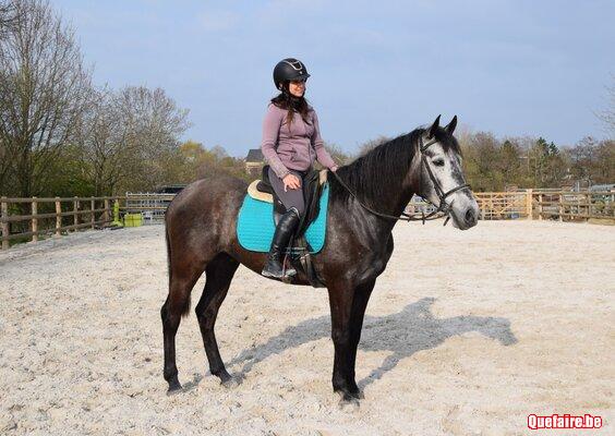 Moreno, Hongre ibérique gris, 7 ans