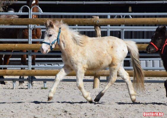 Kapitan de CF, Poney appaloosa, 2 ans