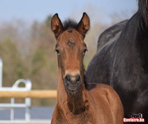 Mao de la Luz, poulain PRE baie pearl, février 26