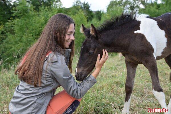 Lhassa de la Luz, Pouliche Pie (smocky black),...