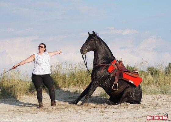 Saillie de Superior SG, Etalon pure race...