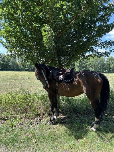 Jument de 12 ans à vendre