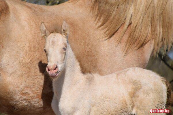 Mambo de la Luz, poulain PRE, isabelle pearl,...