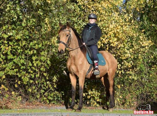 Italia de la Luz, jument PRE isabelle, 4 ans,...