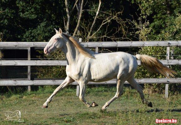 Jalexa de la Luz (2023), PRE smocky cream, 3 ans
