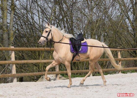 Alma, jument palomino, 3 ans, très jolie