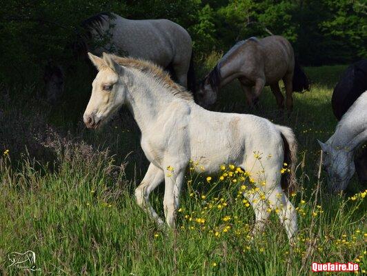 Libertad de la Luz, pouliche PRE isabelle pearl,...
