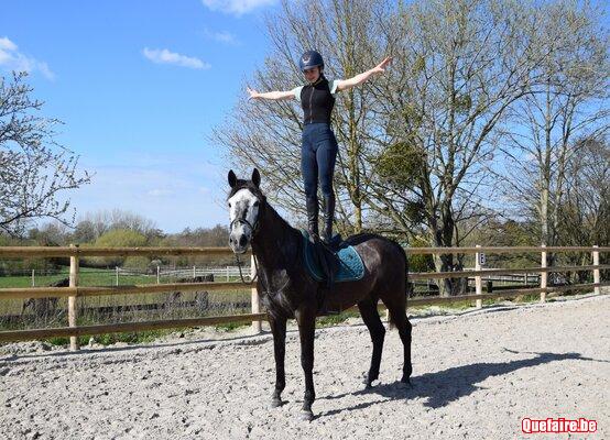 Moreno, Hongre ibérique gris, 7 ans, vraiment top