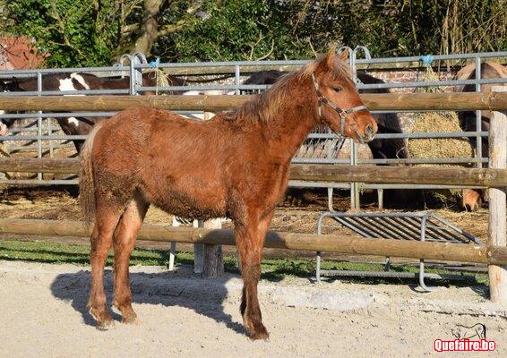 Limoncello de la Luz, PRE x comtois, superbe, 1 an