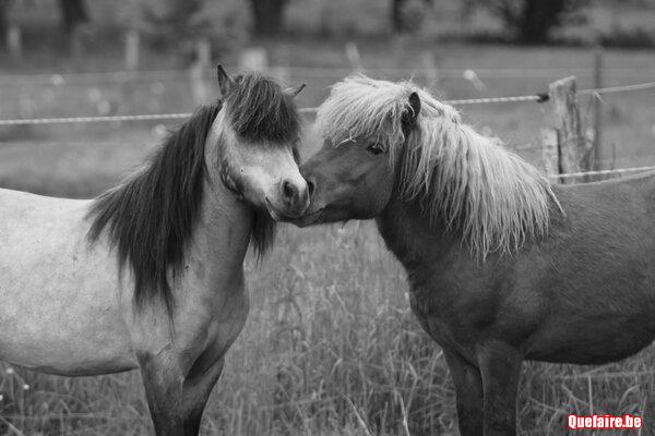 Viens fêter ton anniversaire parmi les poneys
