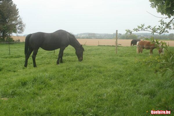 Pension prairie à partir de juin à Orp Jauche...