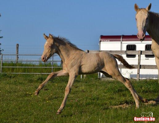 Liebling de la Luz, poulain PRE isabelle pearl, 1...