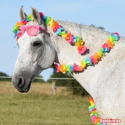 Anniversaire à cheval