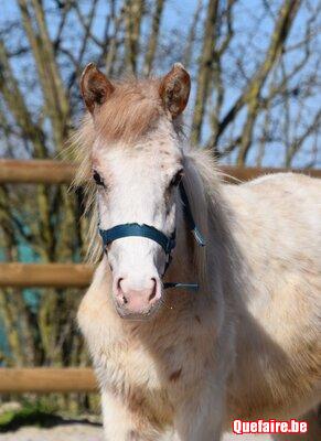 Kapitan de CF, Poney appaloosa, 2 ans