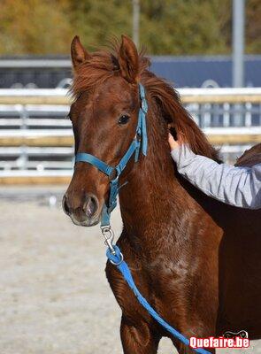 Luzia de la Luz, pouliche PRE alezane, 1 an