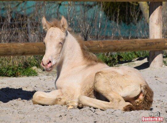 Mambo de la Luz, poulain PRE, isabelle pearl,...