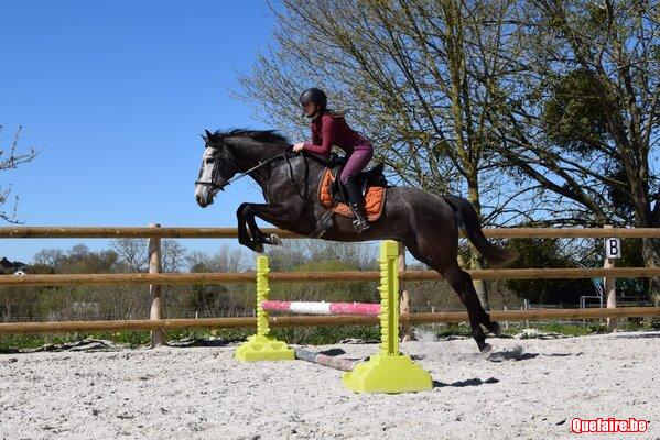 Moreno, Hongre ibérique gris, 7 ans, super cheval